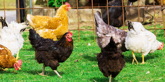 FAQ_cagefreeEggs